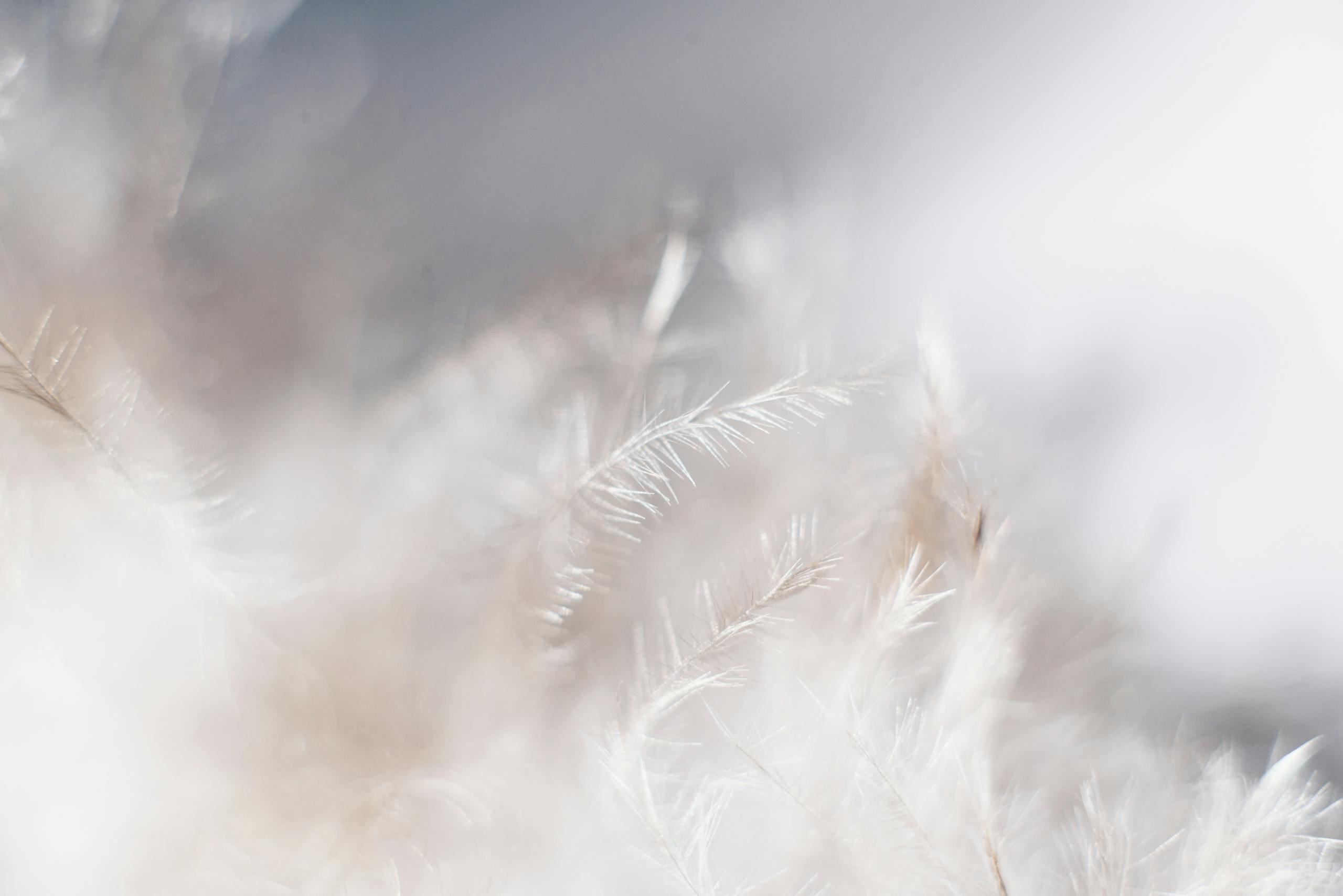Delicate white feather in soft focus, creating an airy, bright, and ethereal abstract background.